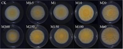 Integrated enzymes activity and transcriptome reveal the effect of exogenous melatonin on the strain degeneration of Cordyceps militaris